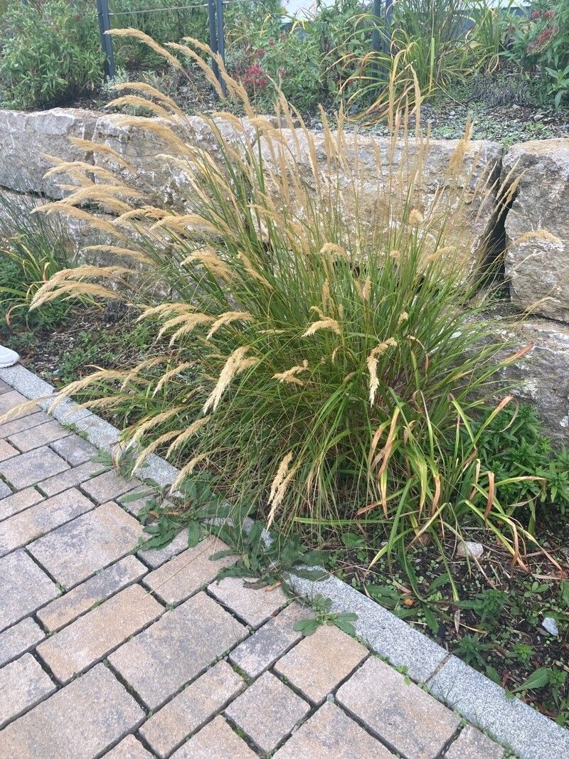 Stipa calamagrostis leaf