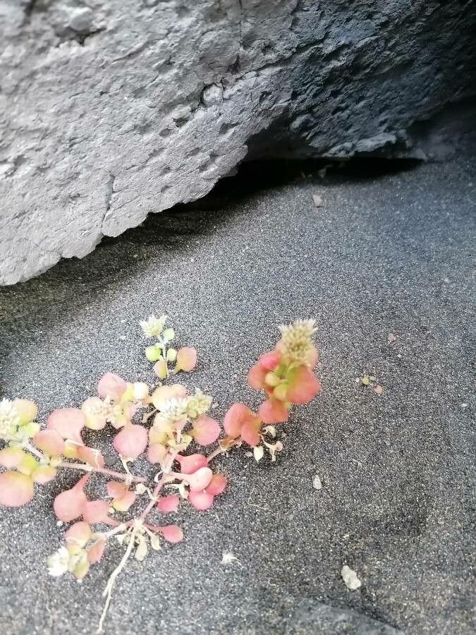 Polycarpaea divaricata — related species from the same genus