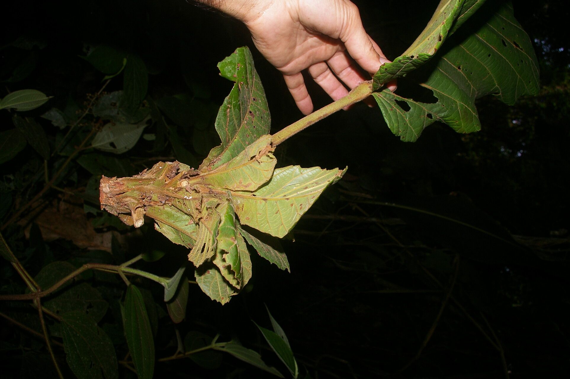Sloanea medusula fruit