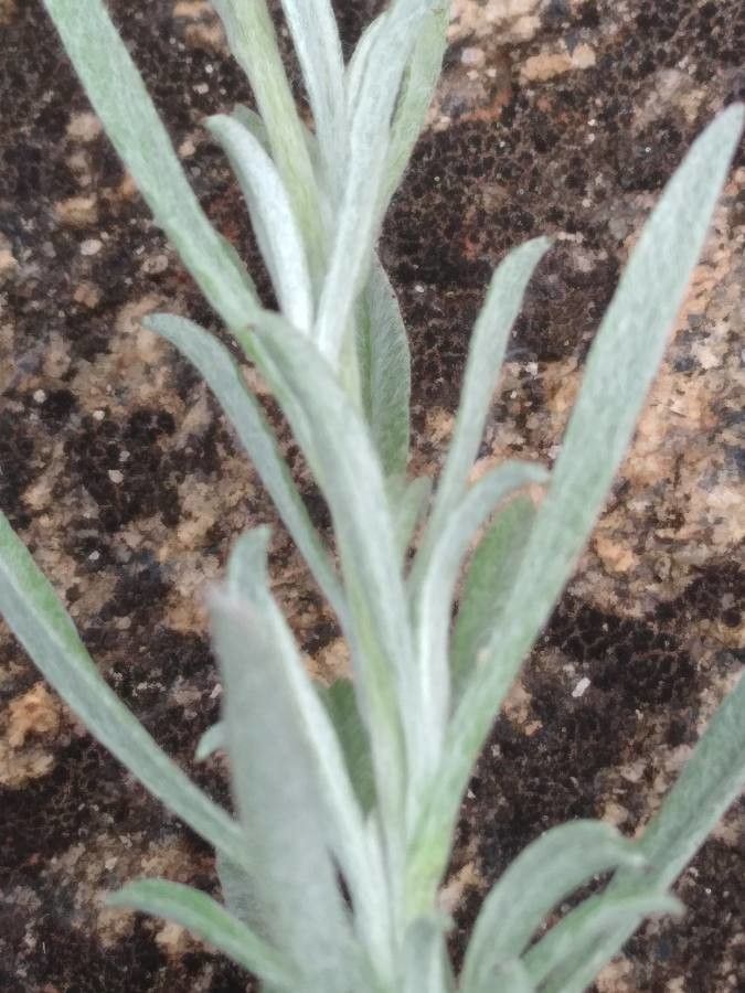 Helichrysum glumaceum leaf