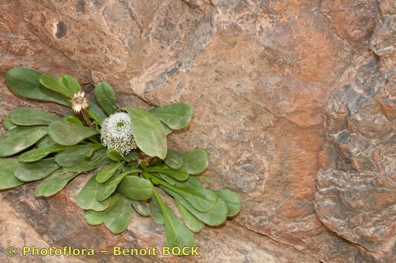 Globularia liouvillei habit