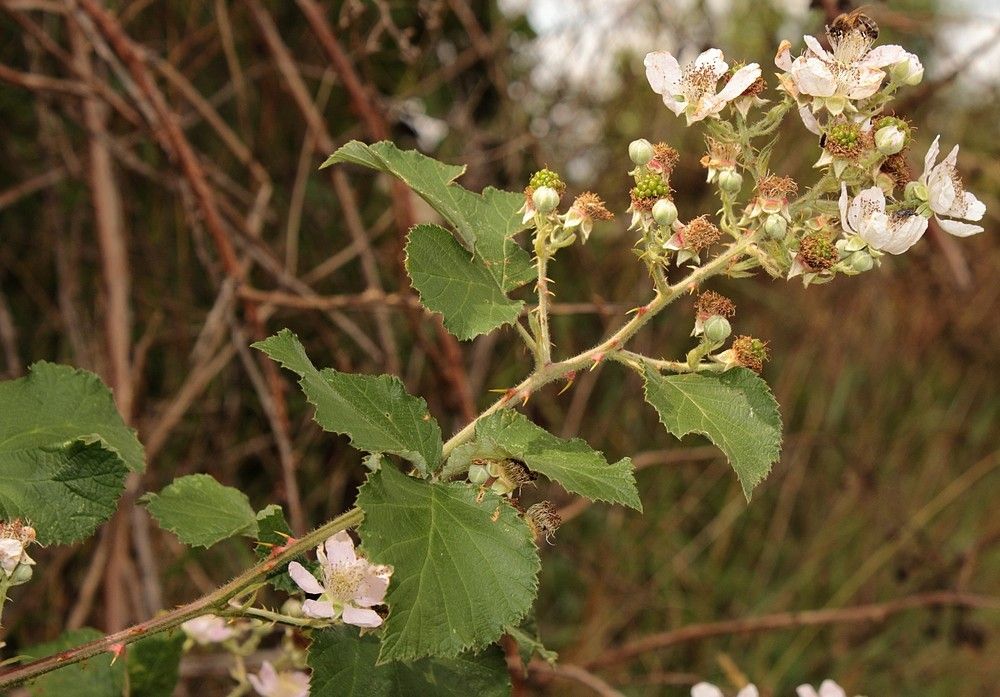 Rubus devitatus flower