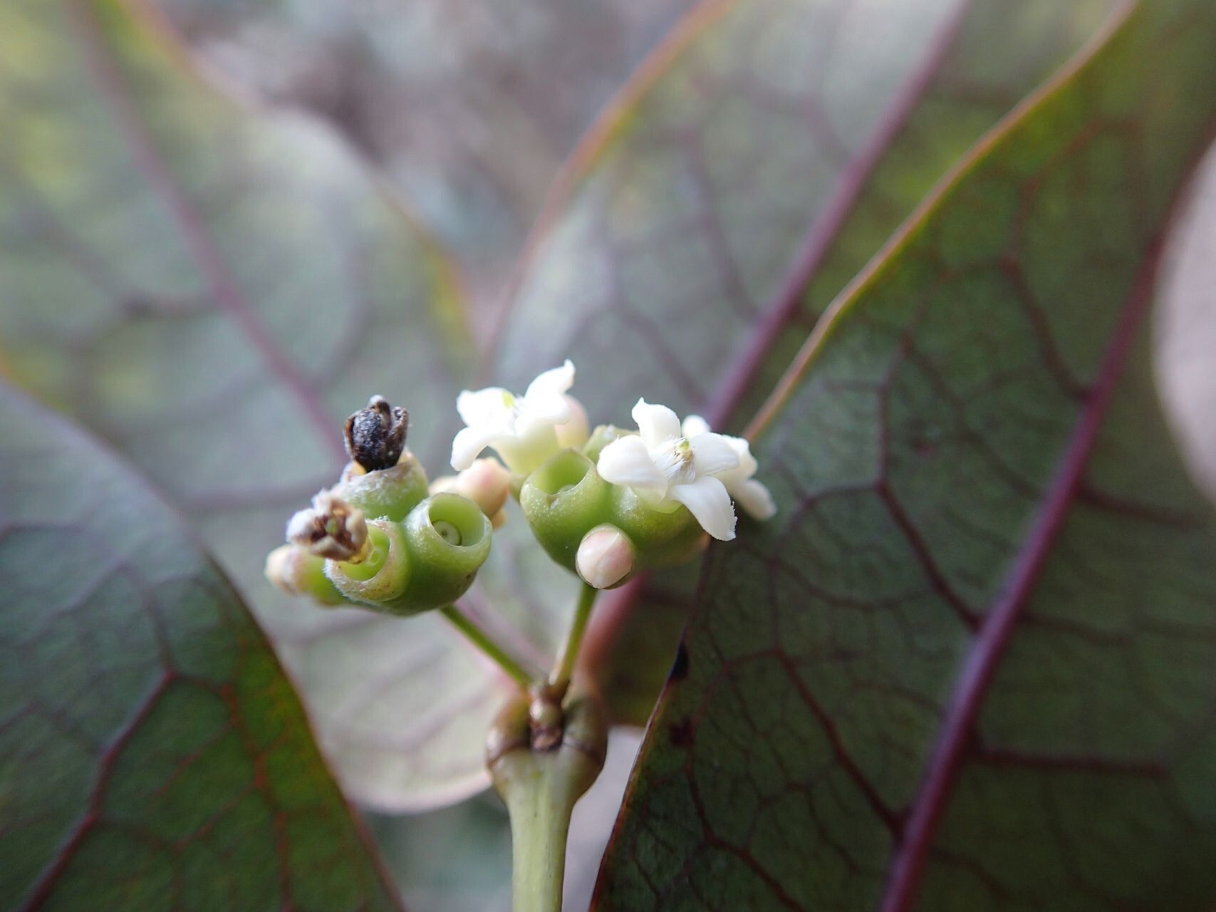Gynochthodes truncata flower