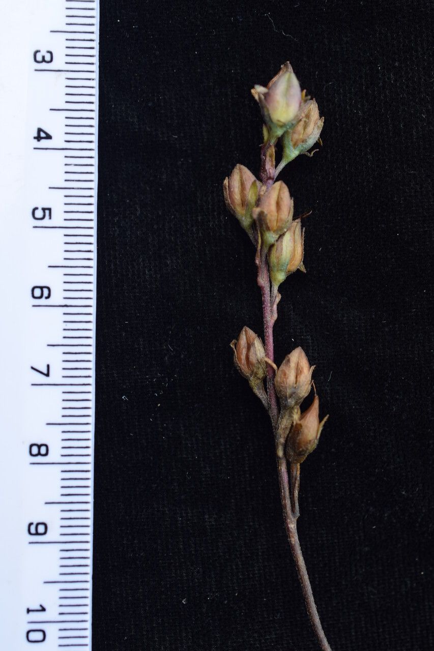 Veronica himalensis other