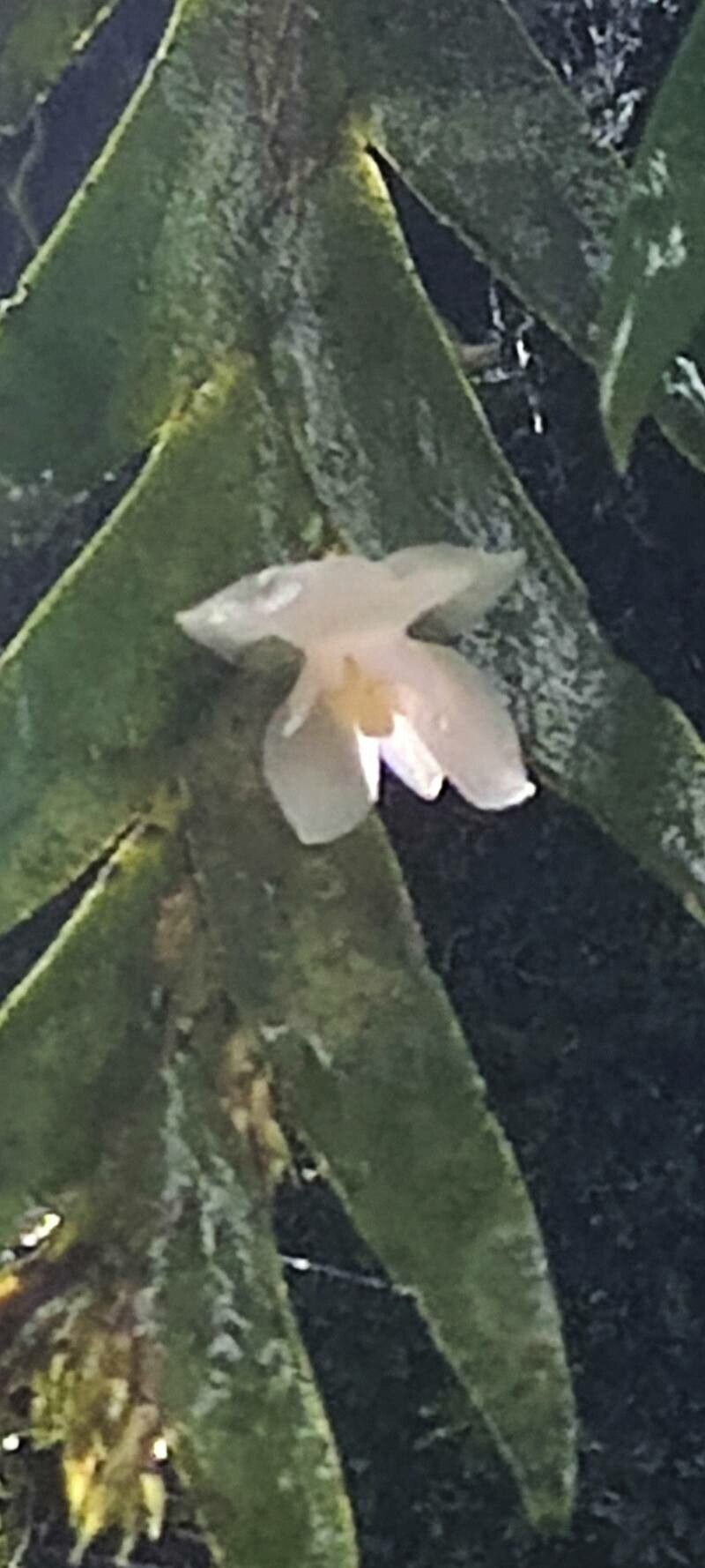 Lockhartia hercodonta flower