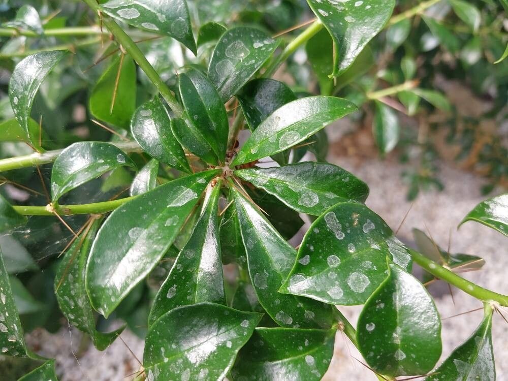 Leuenbergeria quisqueyana leaf