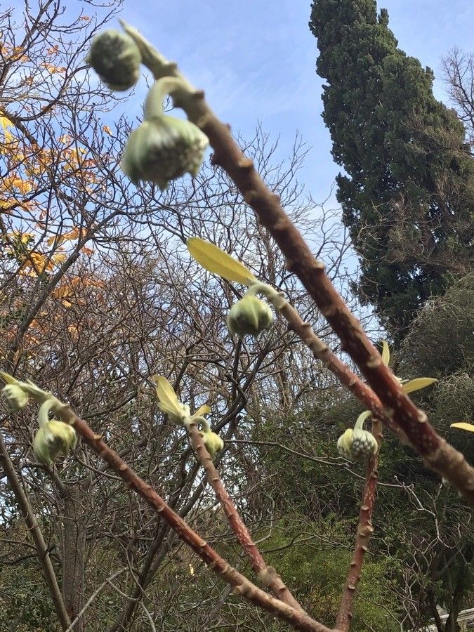 Edgeworthia tomentosa fruit