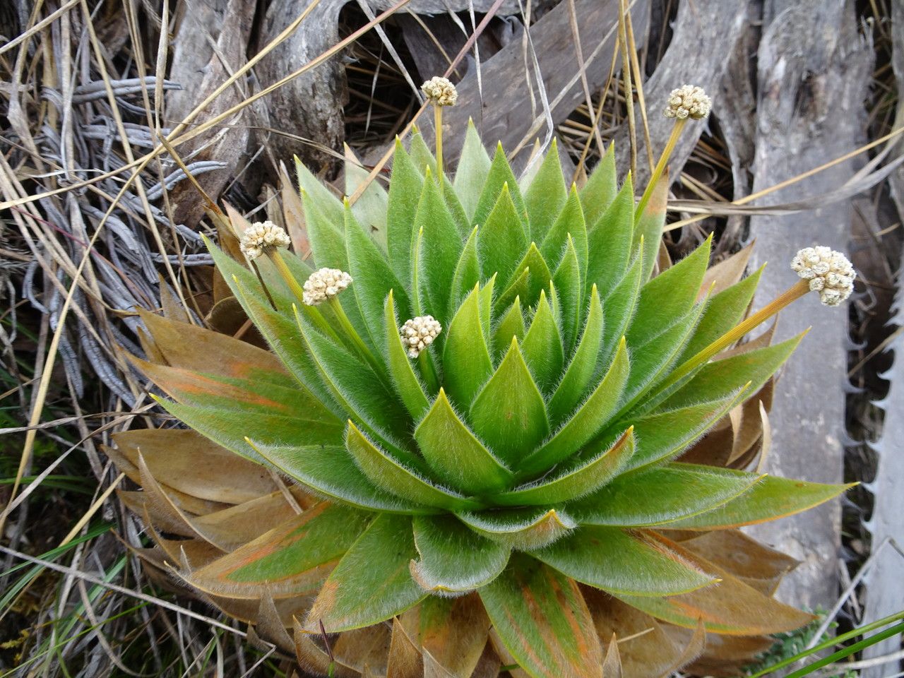 Paepalanthus alpinus habit