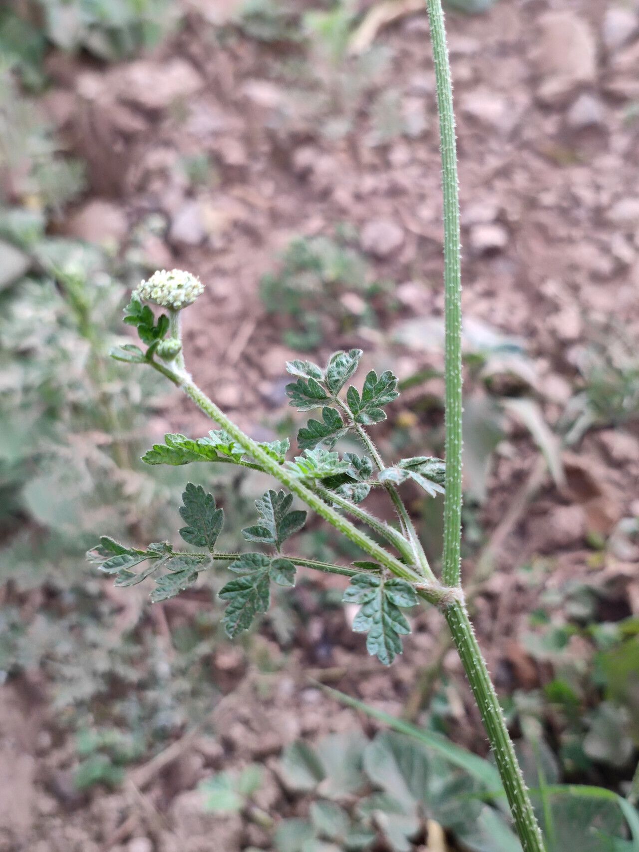 Daucus incognitus leaf