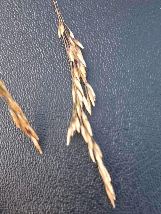 Piptatherum caerulescens flower