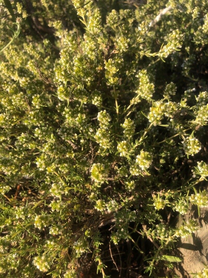 Thymus zygis — search result for 'Thymus'