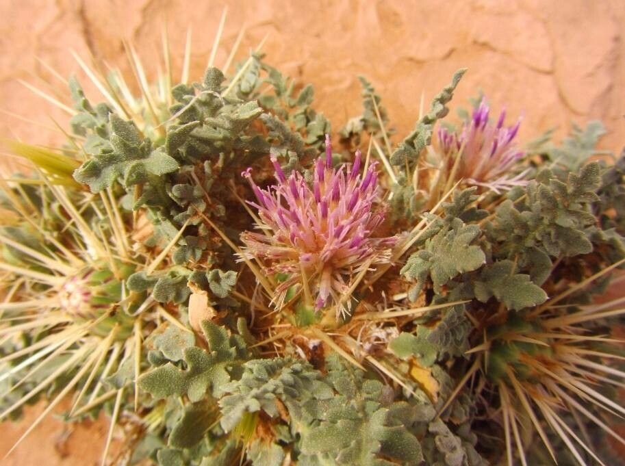 Centaurea pungens flower