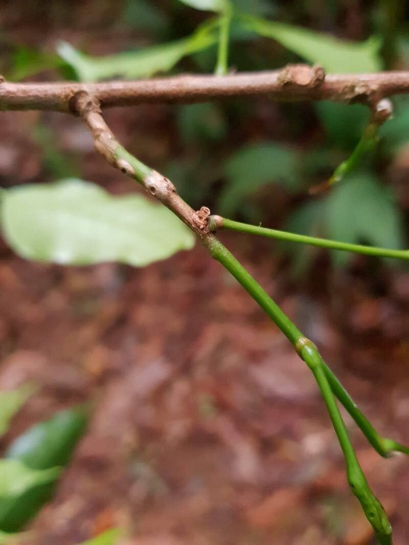 Protium santamariae other