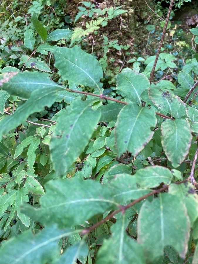 Lonicera nigra — search result for 'Lonicera'