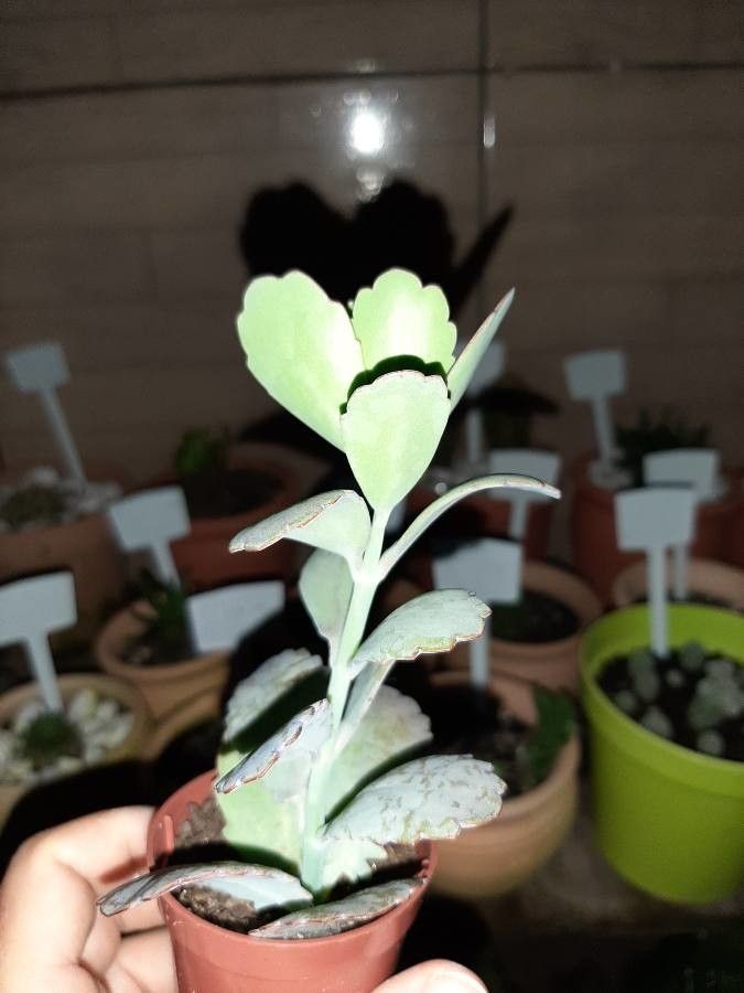 Bryophyllum fedtschenkoi bark