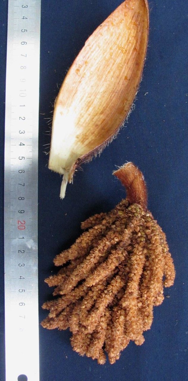 Bactris herrerana other