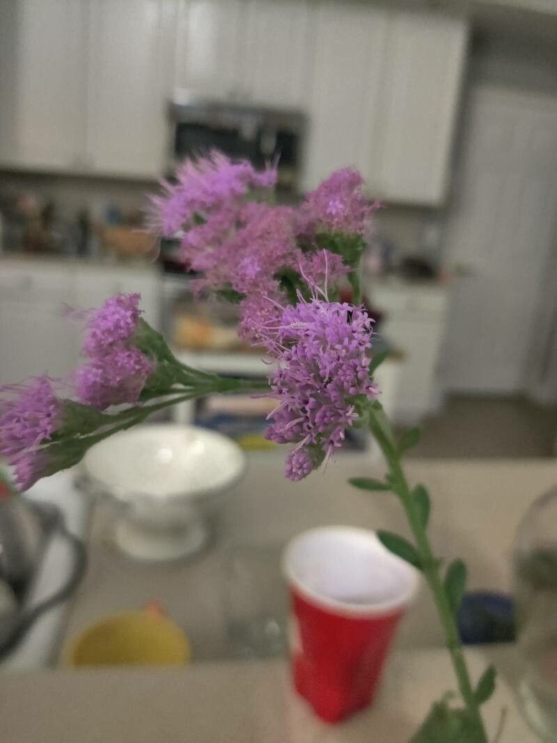 Carphephorus corymbosus — related species from the same genus