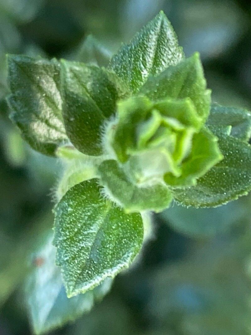 Teucrium × lucidrys — search result for 'Teucrium'