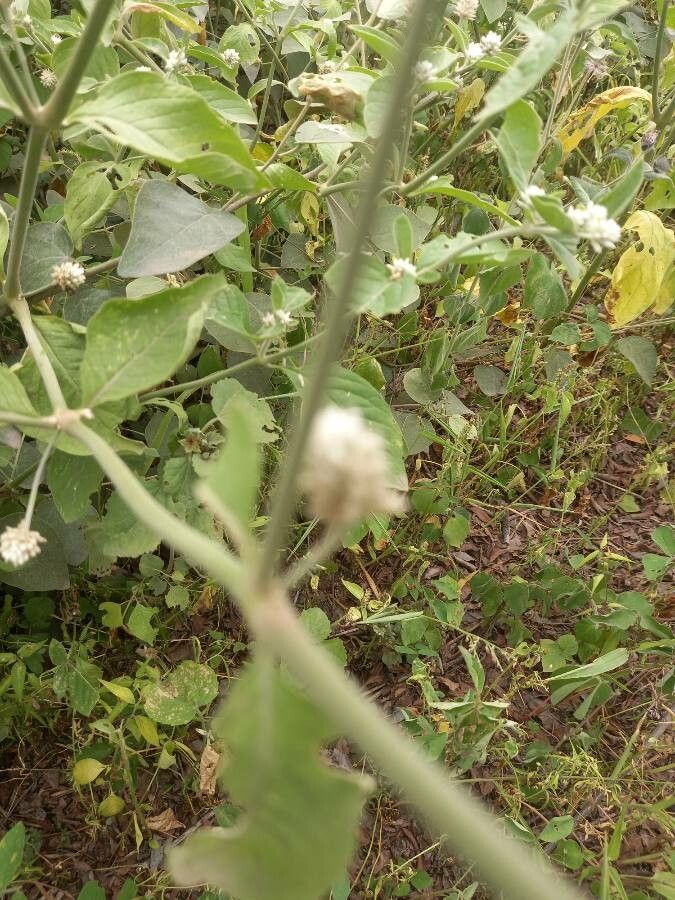 Gomphrena serrata bark