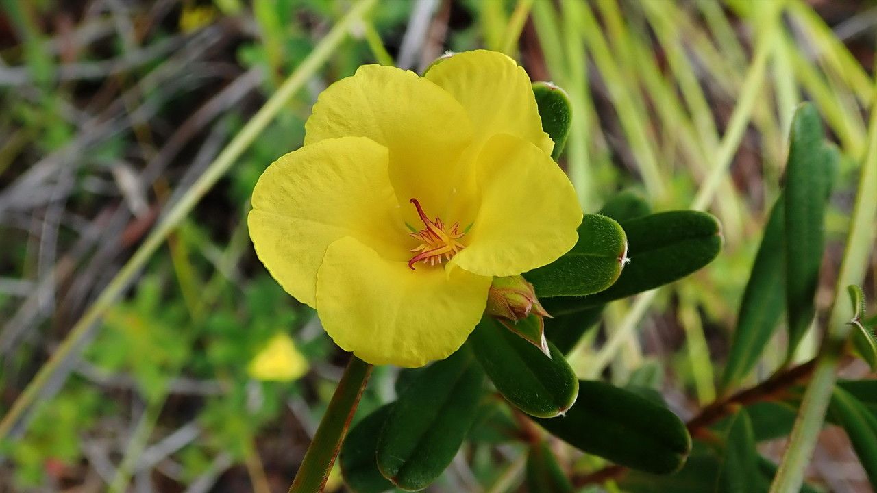 Hibbertia margaretiae flower