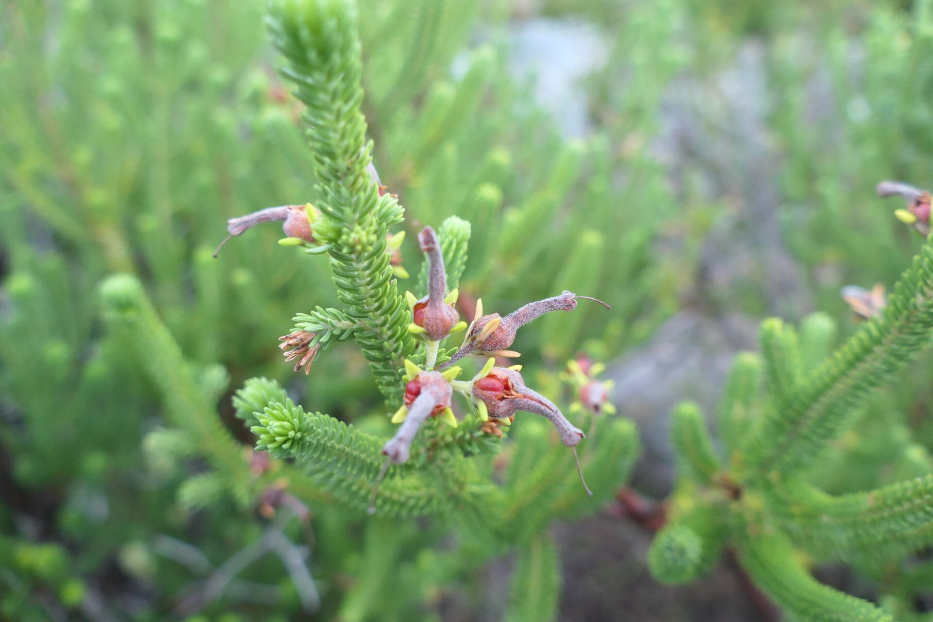Erica brachialis flower