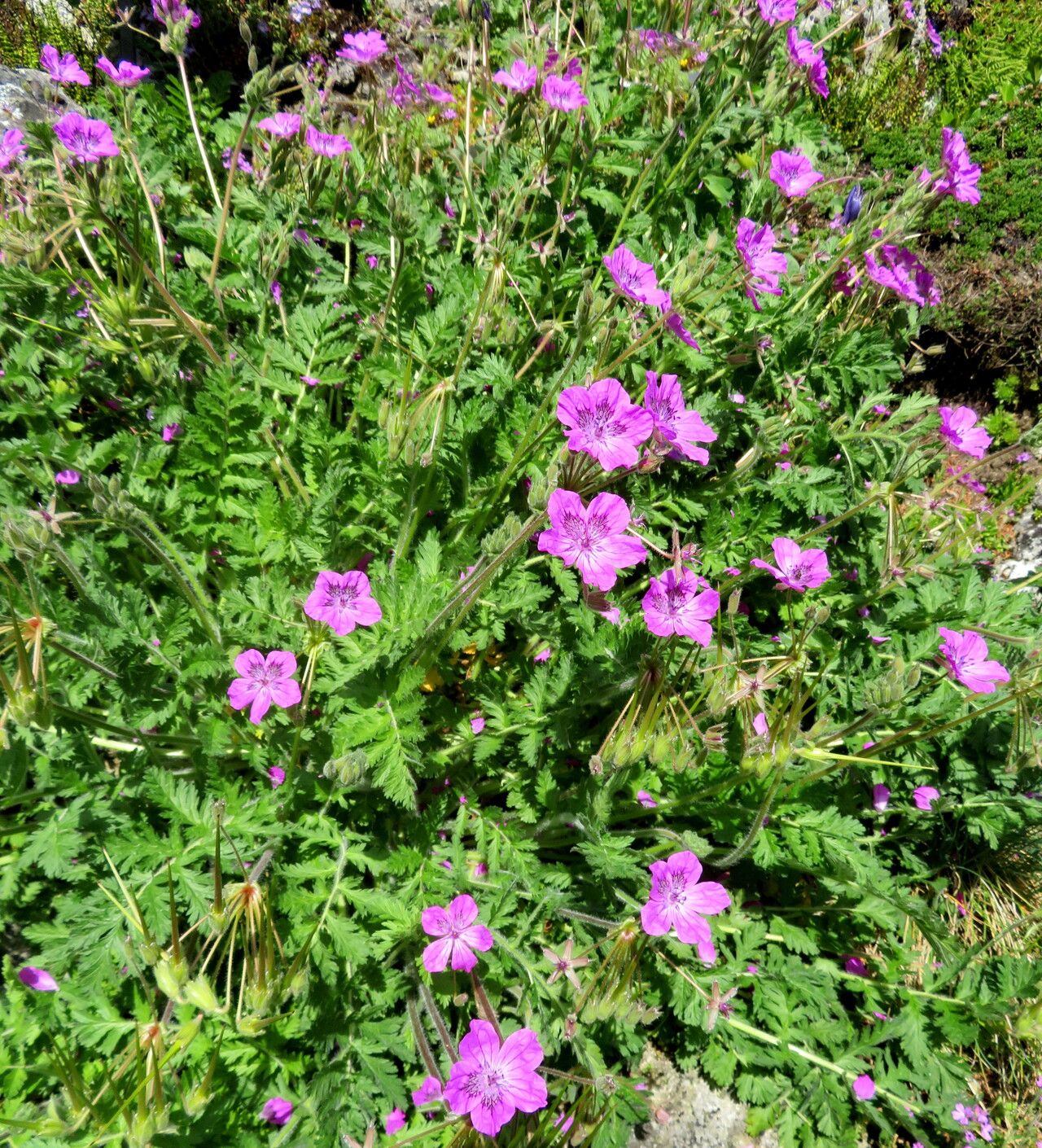 Erodium carvifolium habit