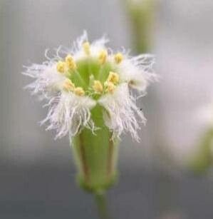 Tylecodon similis — houseplant care guide