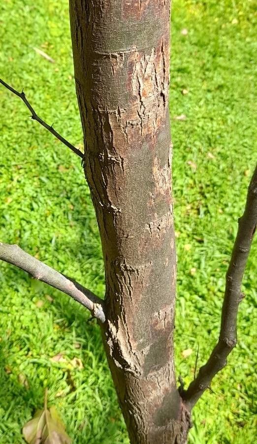 Prosopis caldenia bark