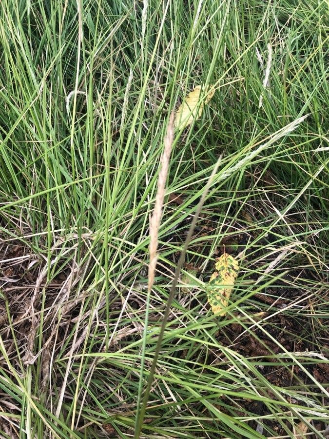 Sesleria autumnalis fruit