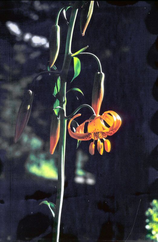 Lilium columbianum flower