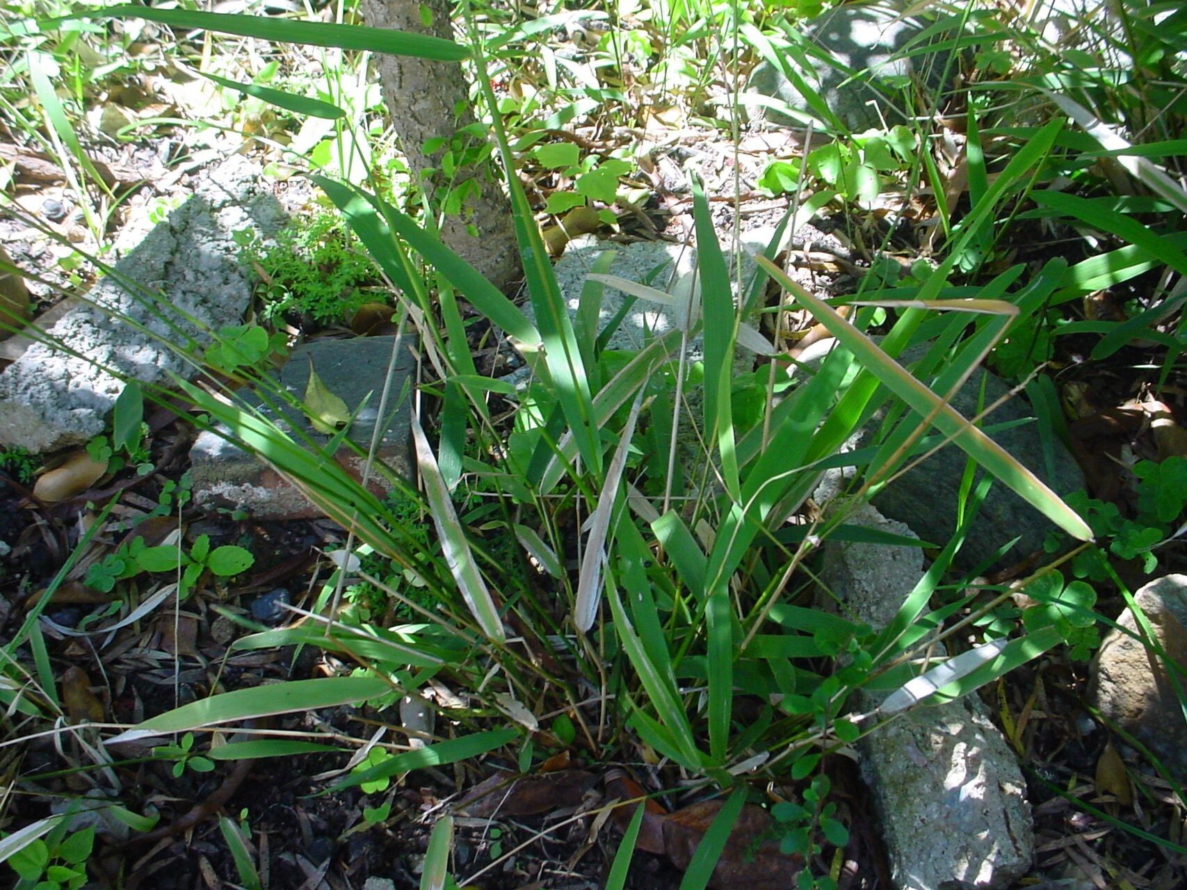 Oryza neocaledonica habit