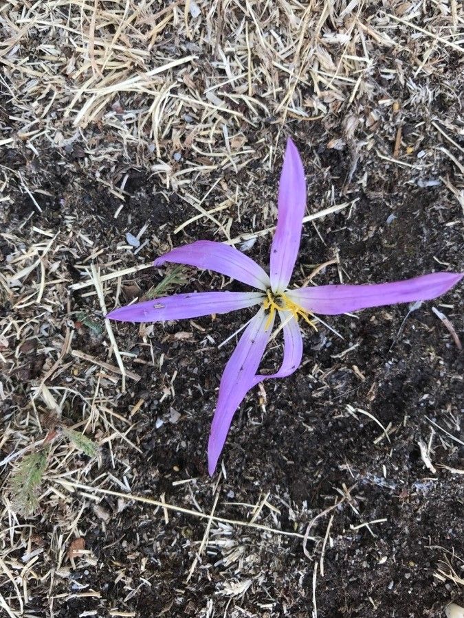 Colchicum montanum bark