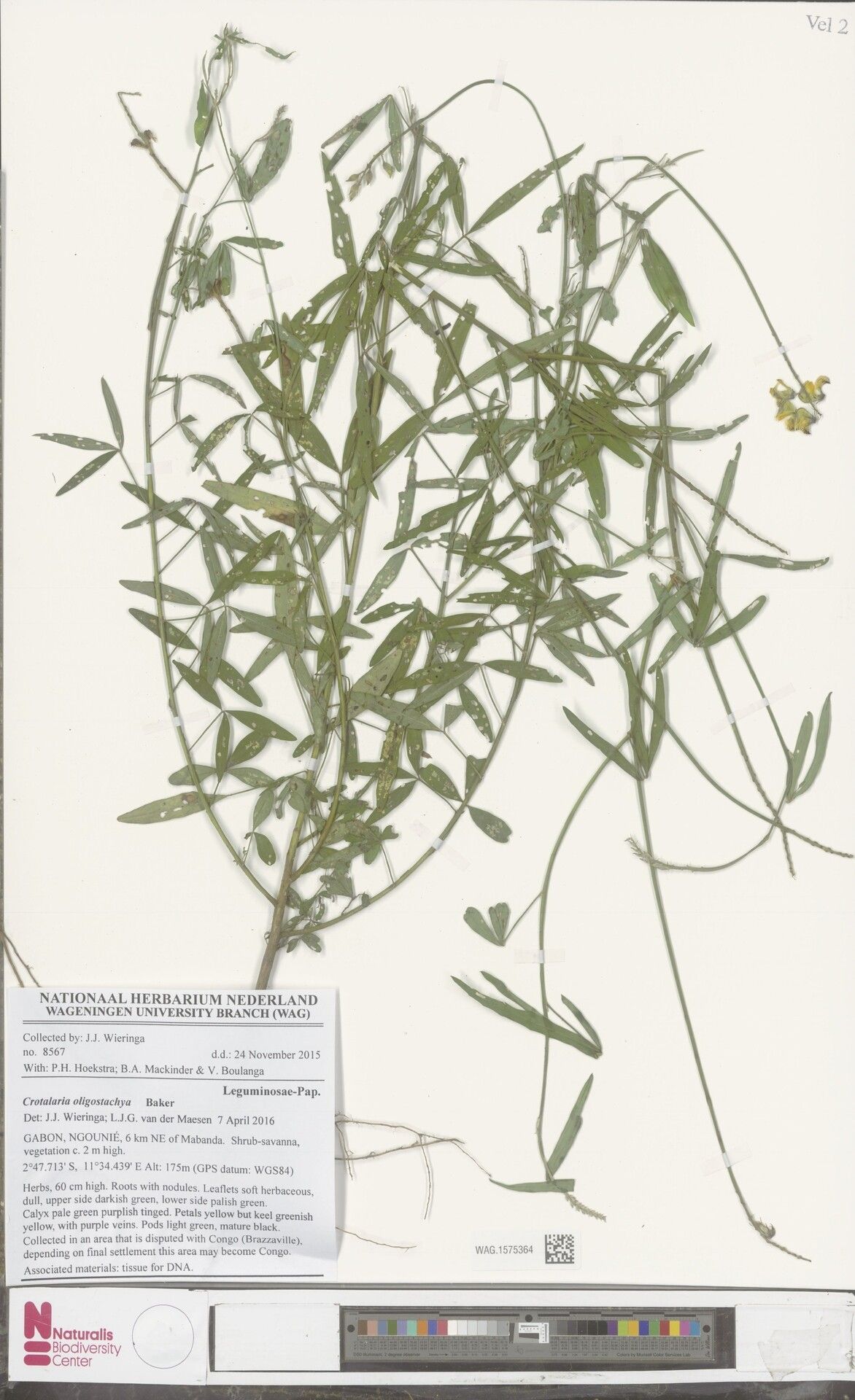 Crotalaria oligostachya — houseplant care guide