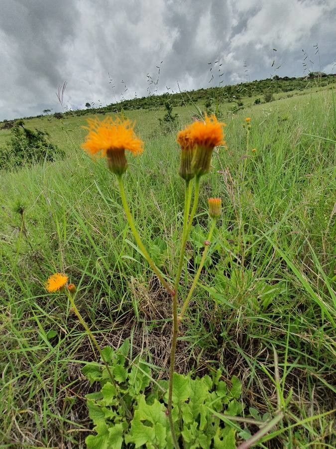 Crassocephalum vitellinum flower