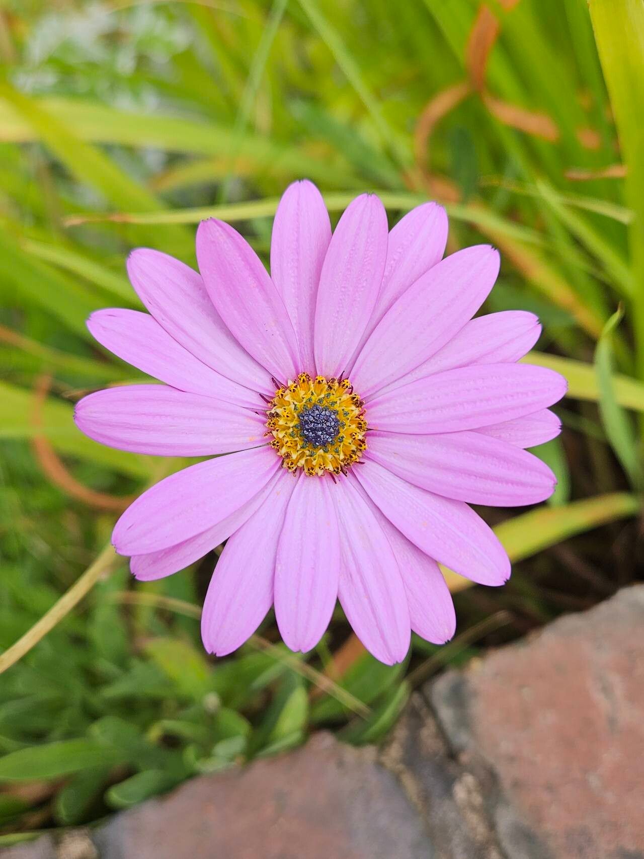 Dimorphotheca jucunda flower