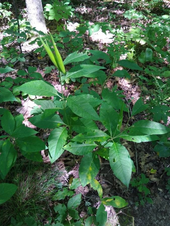 Asclepias exaltata fruit