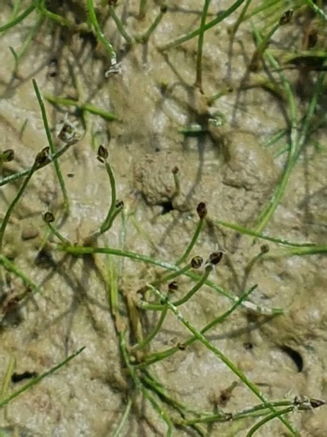 Eleocharis parvula — search result for 'Eleocharis'