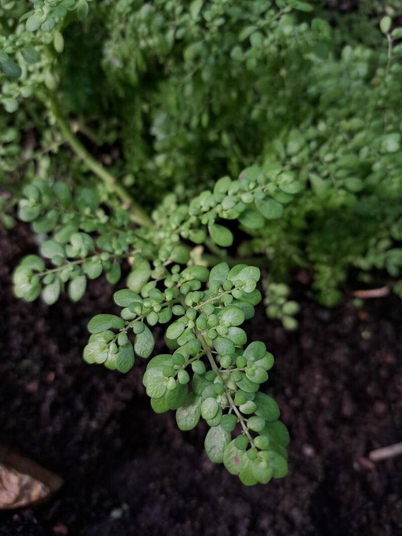 Pilea serpyllacea — search result for 'Pilea'