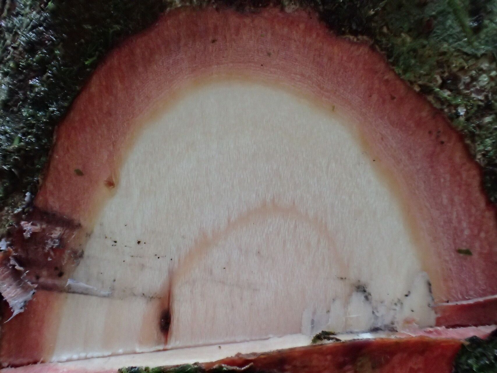 Carapa macrantha bark