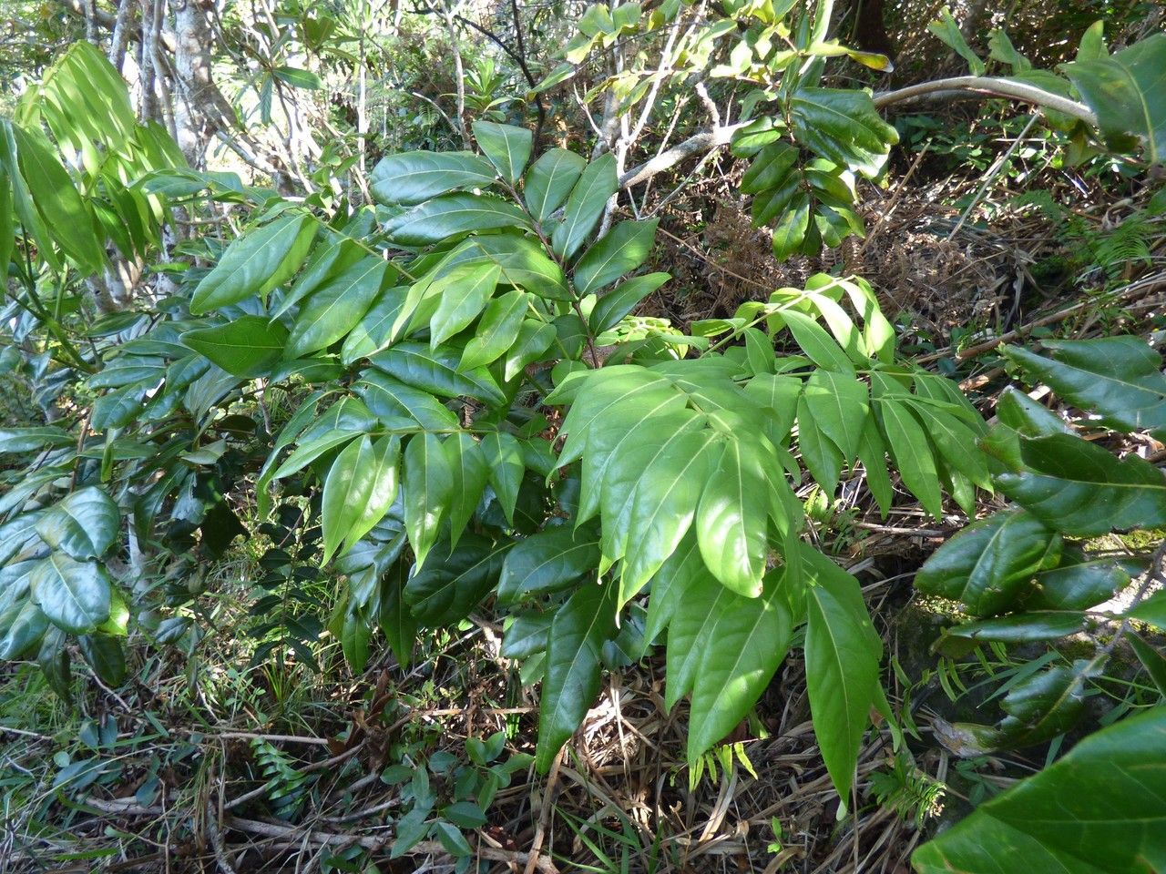 Cnestis glabra habit
