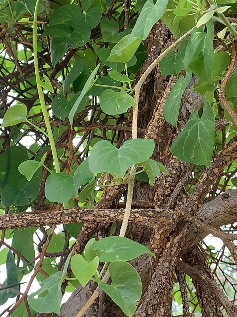 Tinospora bakis leaf