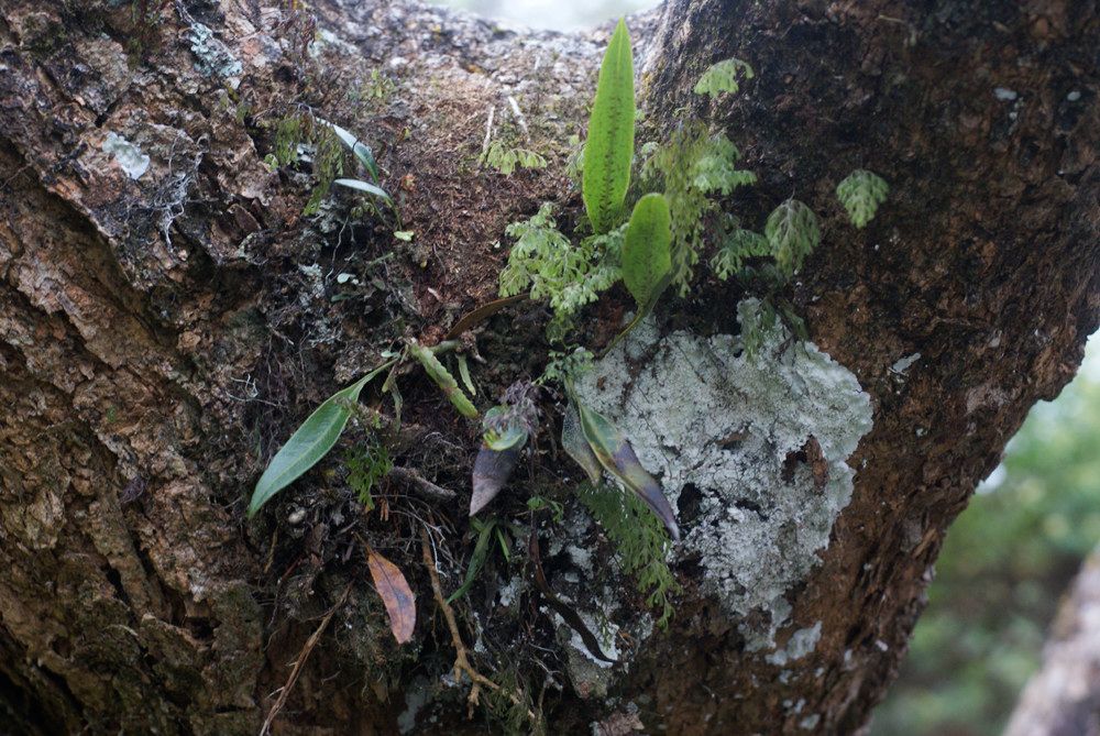 Elaphoglossum acrostichoides habit
