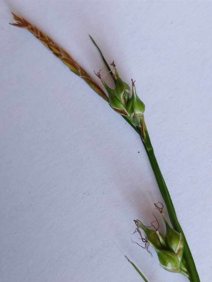 Carex depauperata flower
