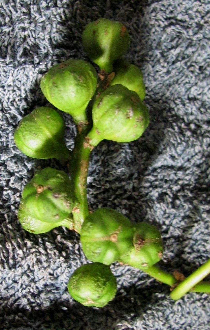 Sapium allenii fruit