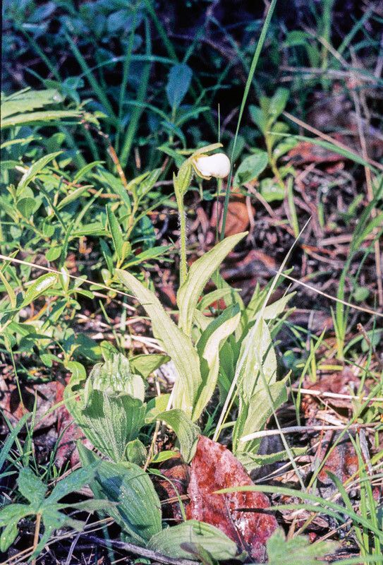 Cypripedium passerinum — search result for 'Cypripedium'