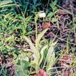 Cypripedium passerinum