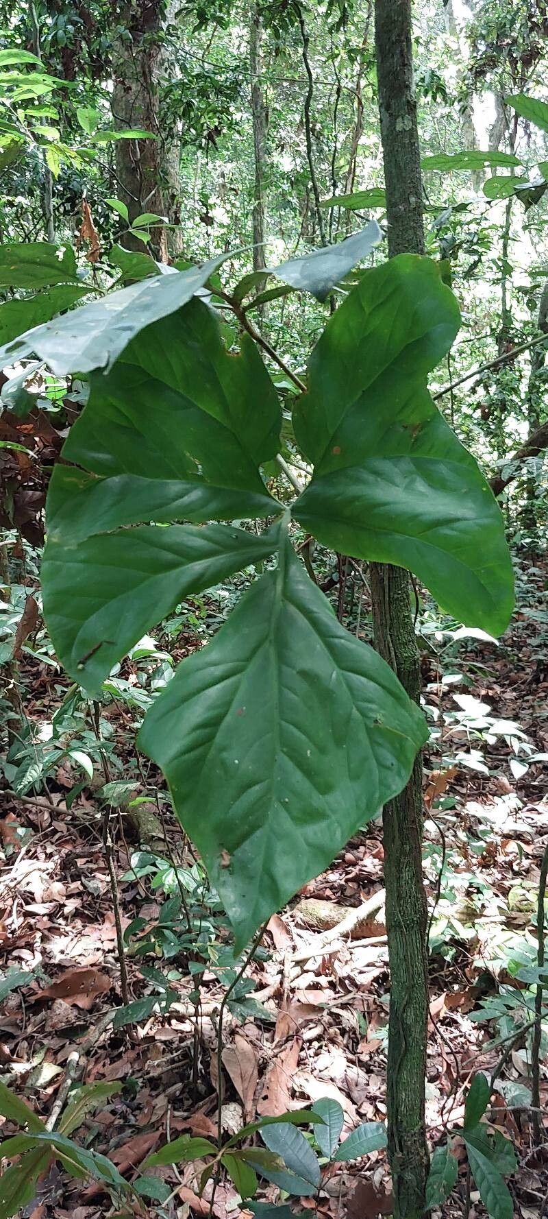Cercestis kamerunianus leaf