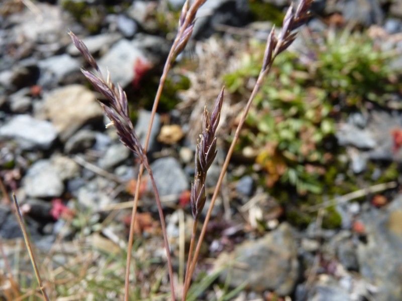 Festuca glacialis fruit