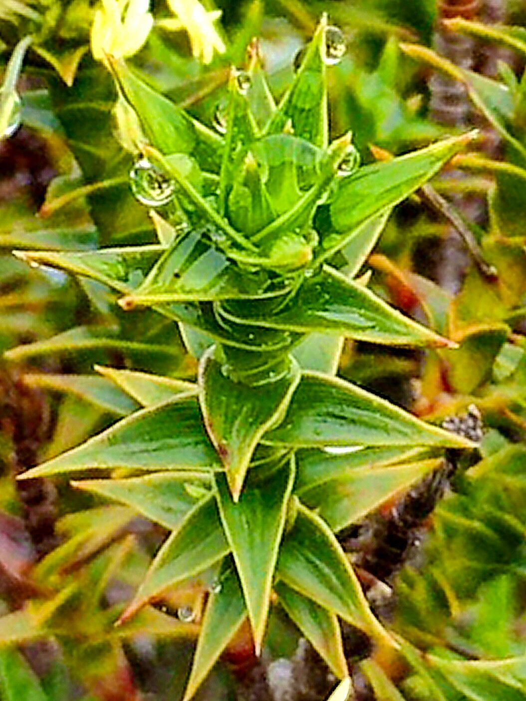 Richea sprengelioides — houseplant care guide