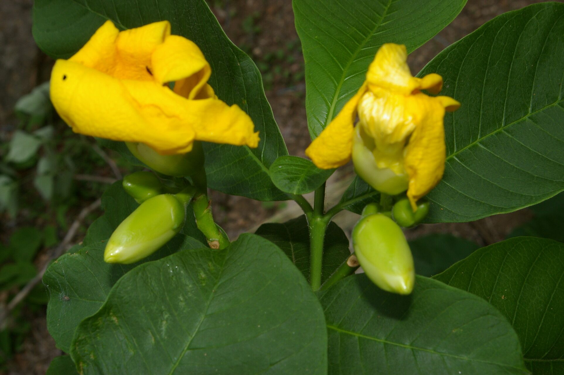 Tabernaemontana glabra flower
